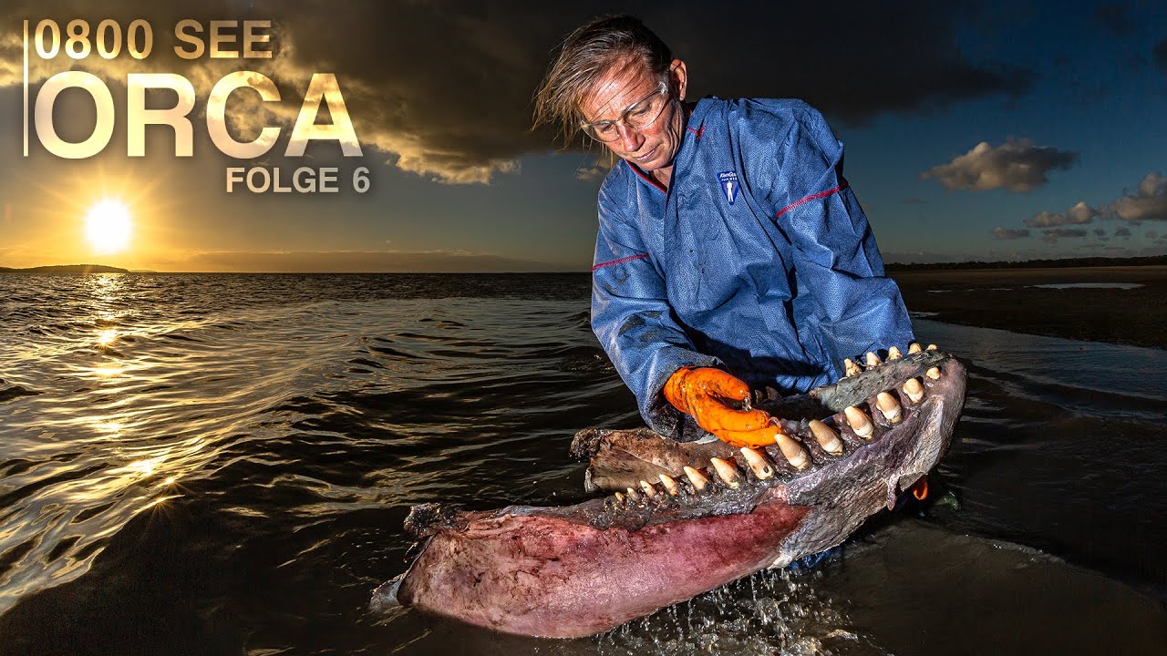 0800 SEE ORCA - Das Desaster geht weiter.. | Folge 6