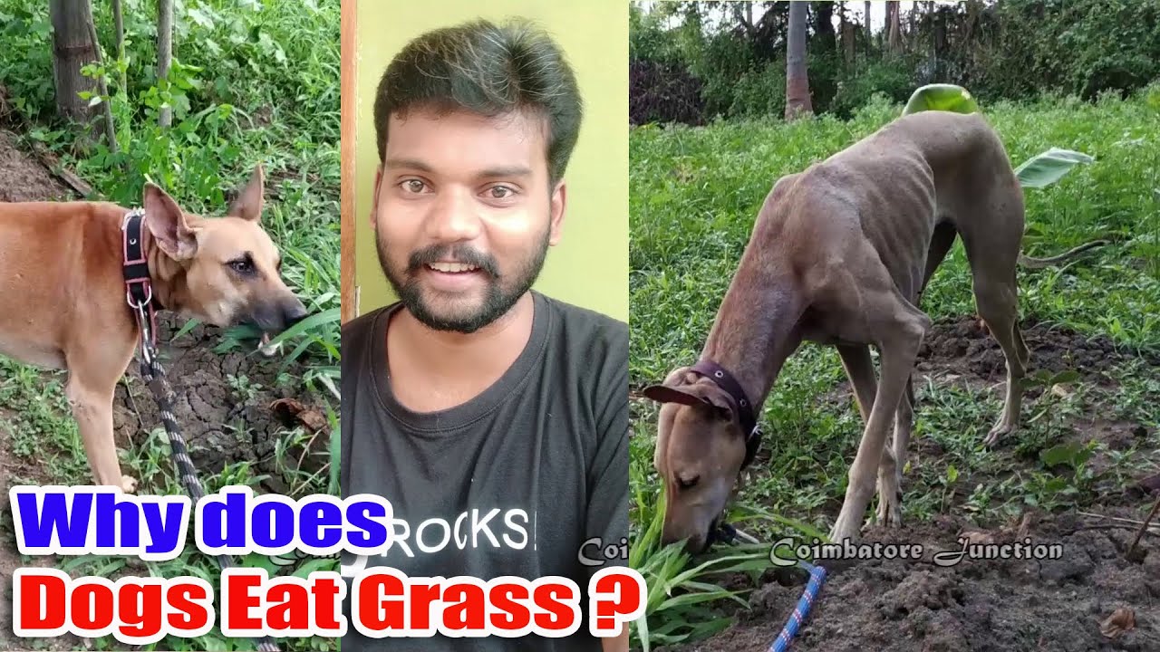 நாய் புல் திங்க இதான் காரணமா? எப்படி நிறுத்துவது? |  Dog eats grass & vomits. Why? How to stop?