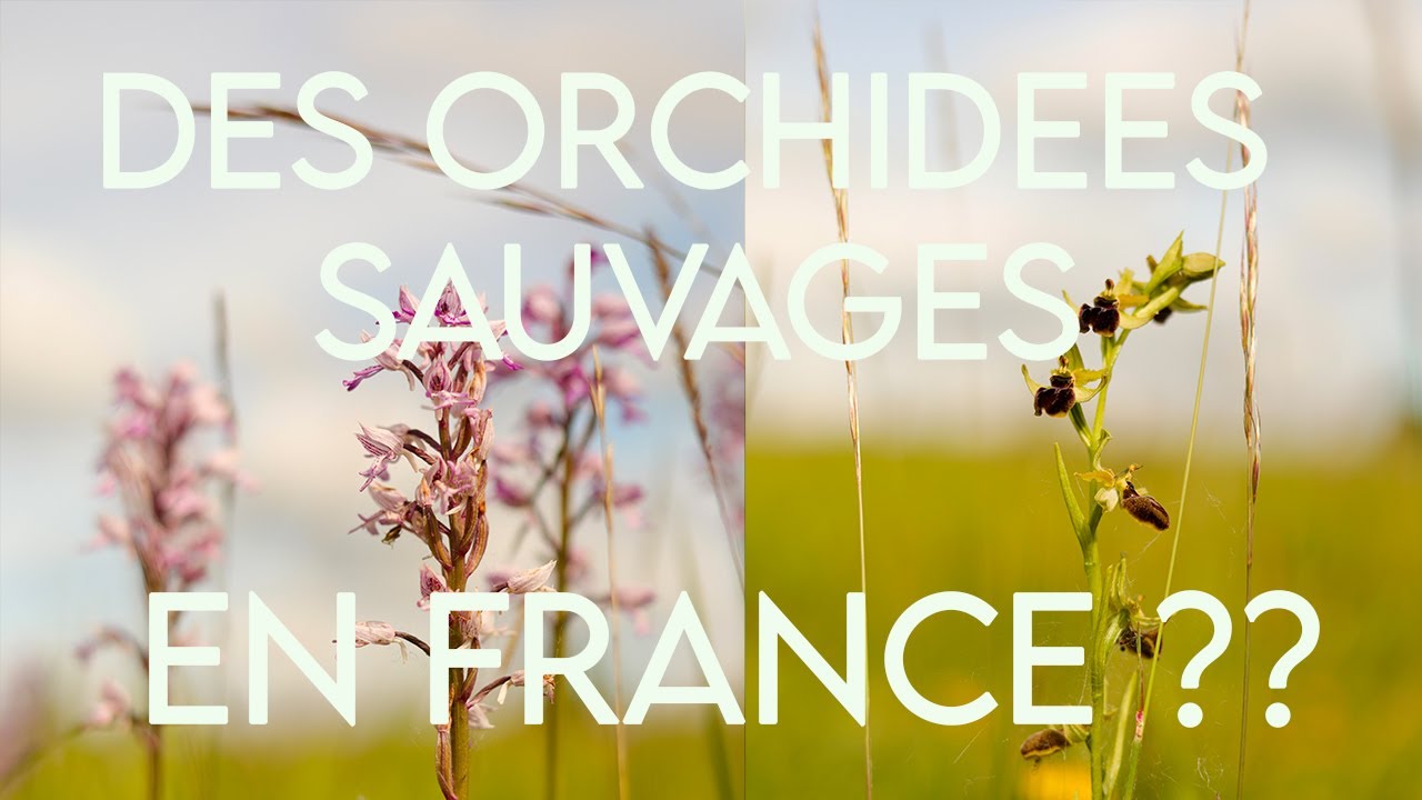 Des ORCHIDEES SAUVAGES en FRANCE ??  #ecology #orchid