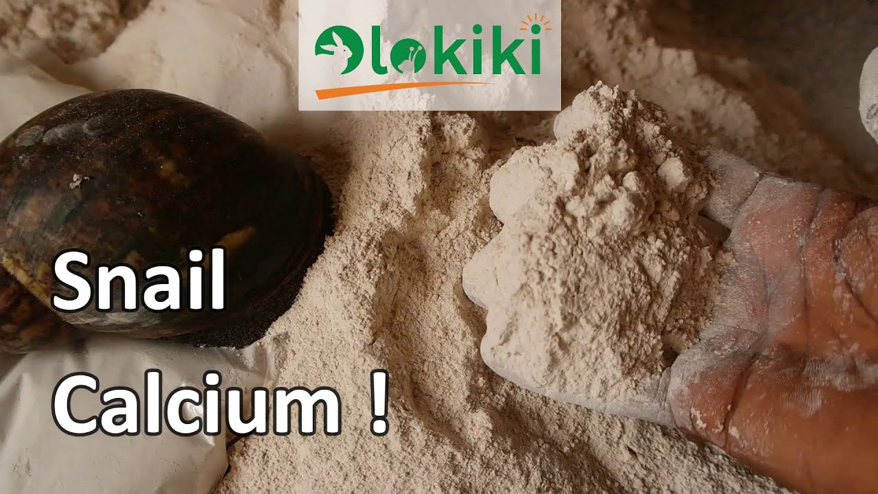 How to process snail shell into calcium source! || Snail shell Uses.
