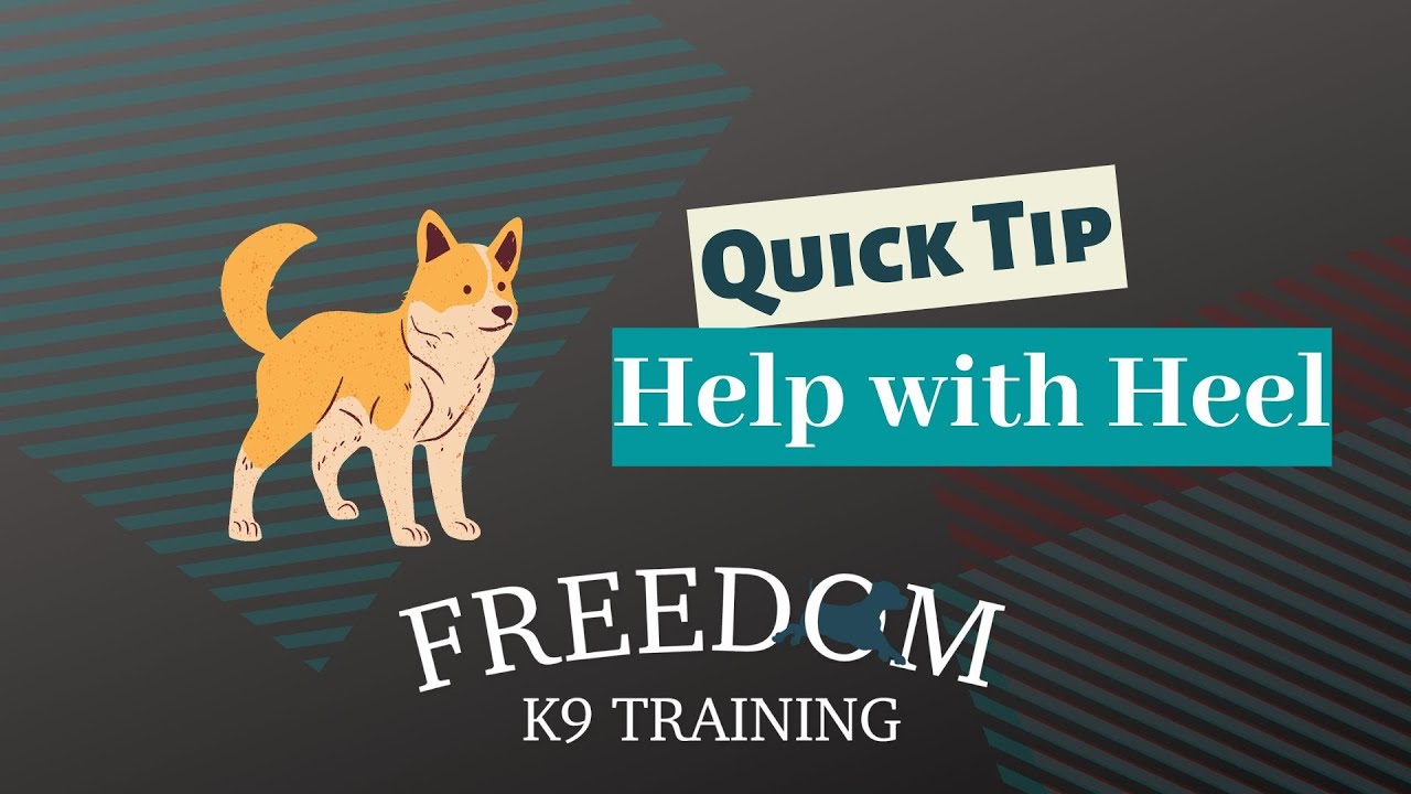 Heel Tip | Freedom K9 Training