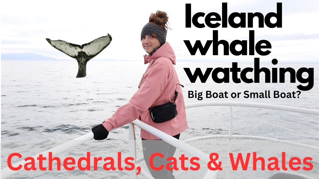 Iceland Whale Watching | What Tour Should I Choose? | Cat Cafe | Cathedral