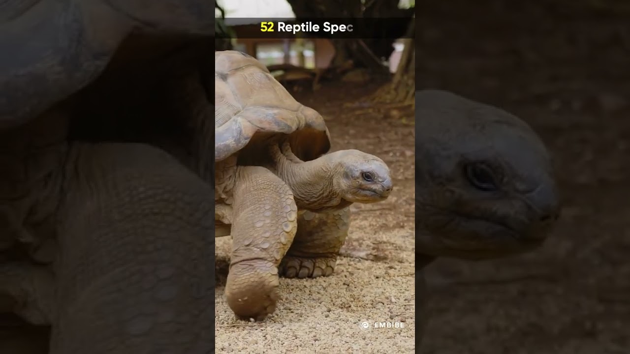 Chinnar Wildlife Sanctuary Munnar | Rehabilitation Centre for Star Tortoise | Shweta Singh | Embibe