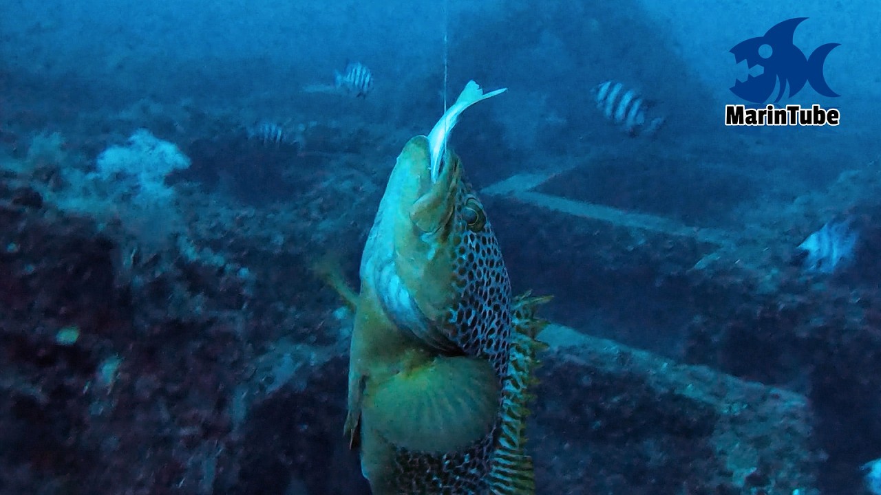 地震で海底が隆起した能登の海のいろんなポイントにカメラを沈めて釣りをしてみた #2