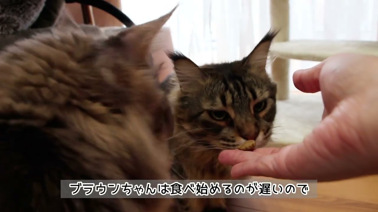 猫さんにおやつをあげたり