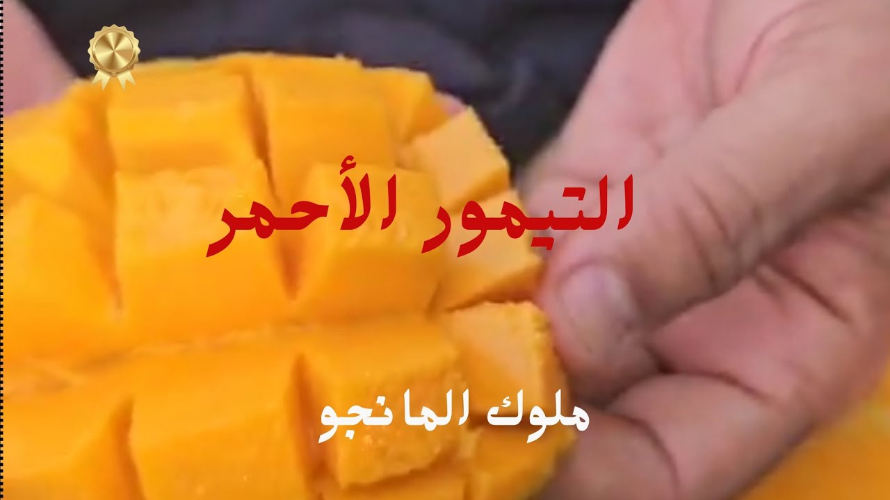 شاهد روعة لب مانجو التيمور الأحمر@Kings_of_mango