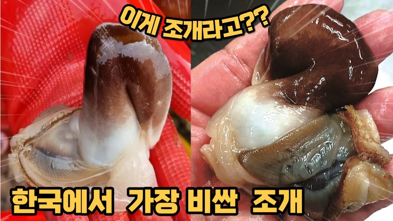 초대박) 한국에서 가장 비싸고 맛있는 새조개 (유튜버 최초 조업현장)