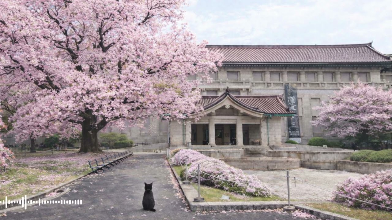 1 Hour Cherry Blossom Café Jazz 🌸 Tokyo National Museum, Ueno