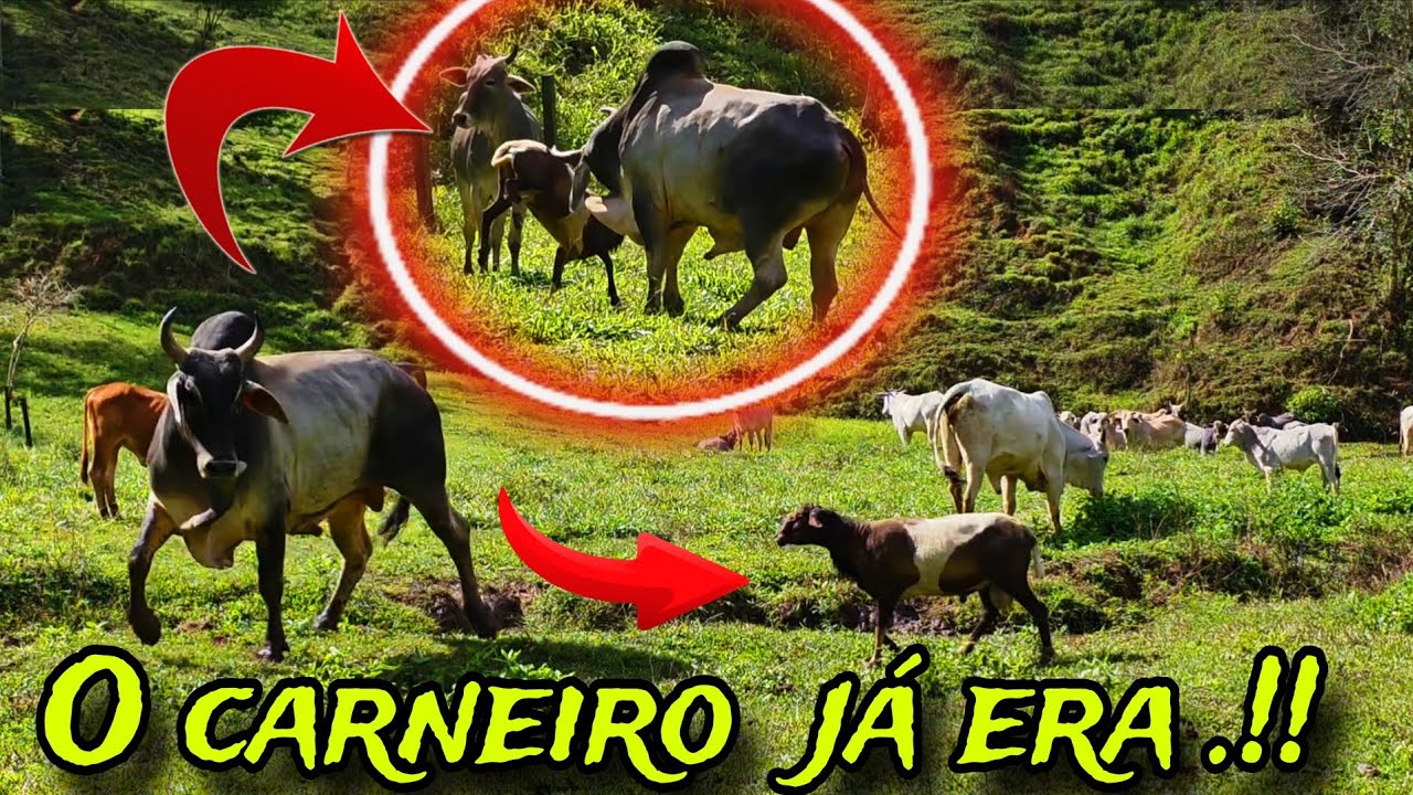 O TOURO COM CARNEIRO JUNTO NÃO DEU CERTO .!! LOGO TEM O RESULTADO DO INVESTIMENTO .!!