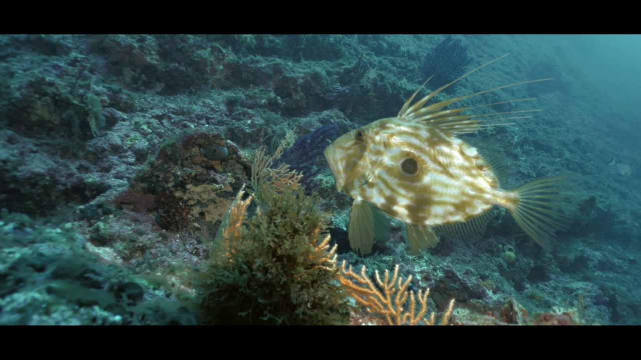 Cap Croisette - scuba diving in the Calanques of Marseille