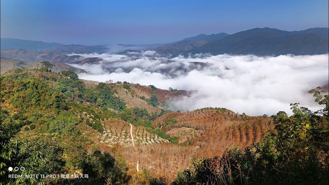雲南基諾山雲海茶園洛特老寨 Yunnan Jinuo Mountain Yunhai Tea Garden Lote Old Village