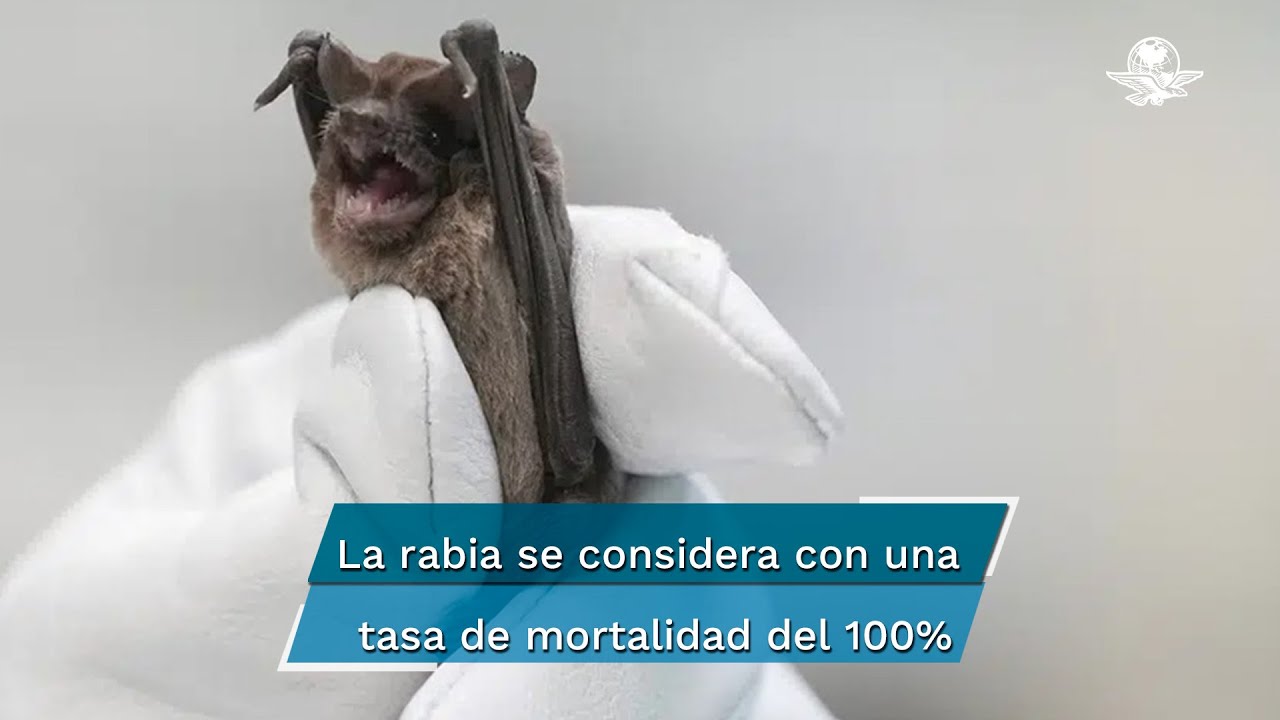 Niña de 2 años que sufrió mordedura de murciélago en Oaxaca; no presentó síntomas de rabia