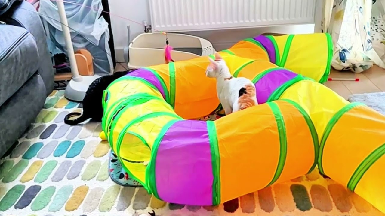 3 Problems This Cat Tunnel Solved for My Indoor Cats 😻🐾 They Were BORED&hellip; Until I Got This 👀🐱