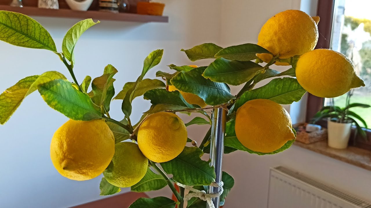 Drzewko cytrusowe- degustacja cytryn z własnej uprawy.