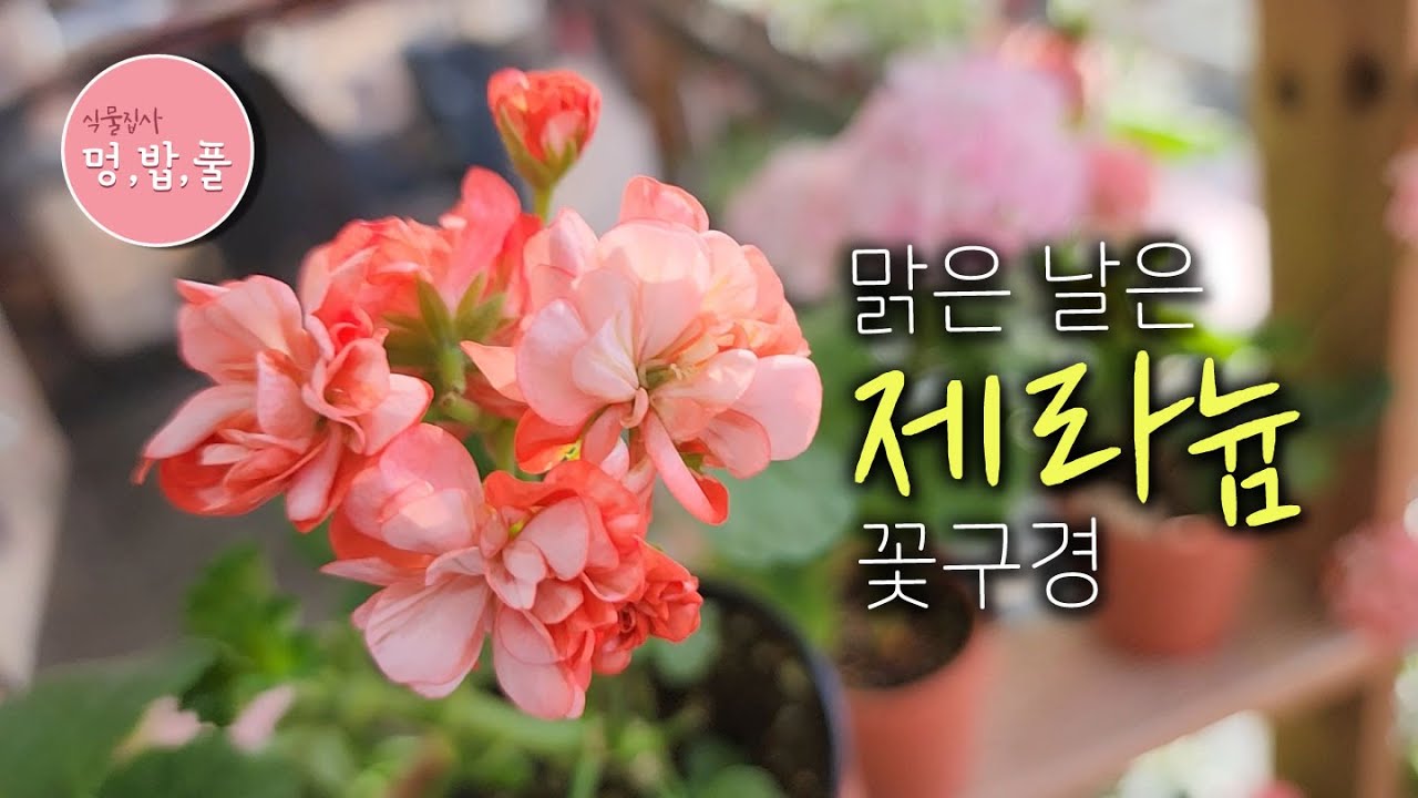 제라늄,맑은날은 #제라늄 꽃구경 #제품구입은 아래 '더보기'에 있어요