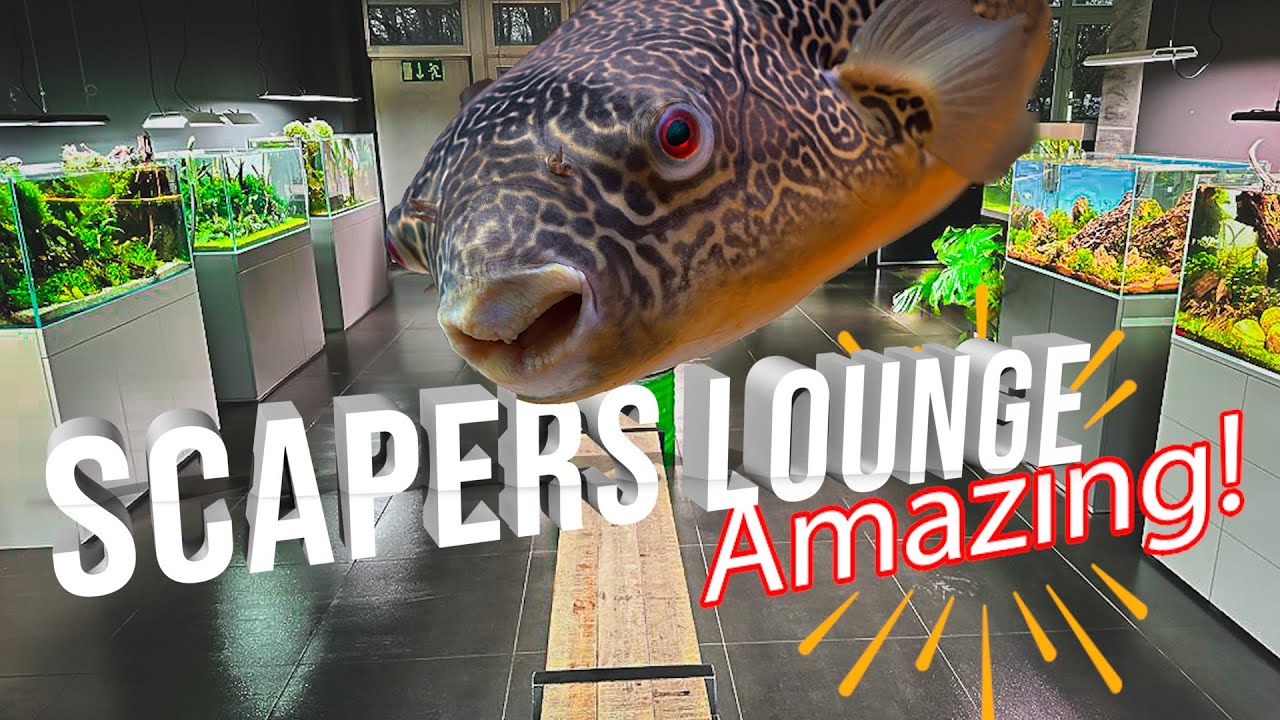 Галерея аквариумов с растениями Scapers Lounge