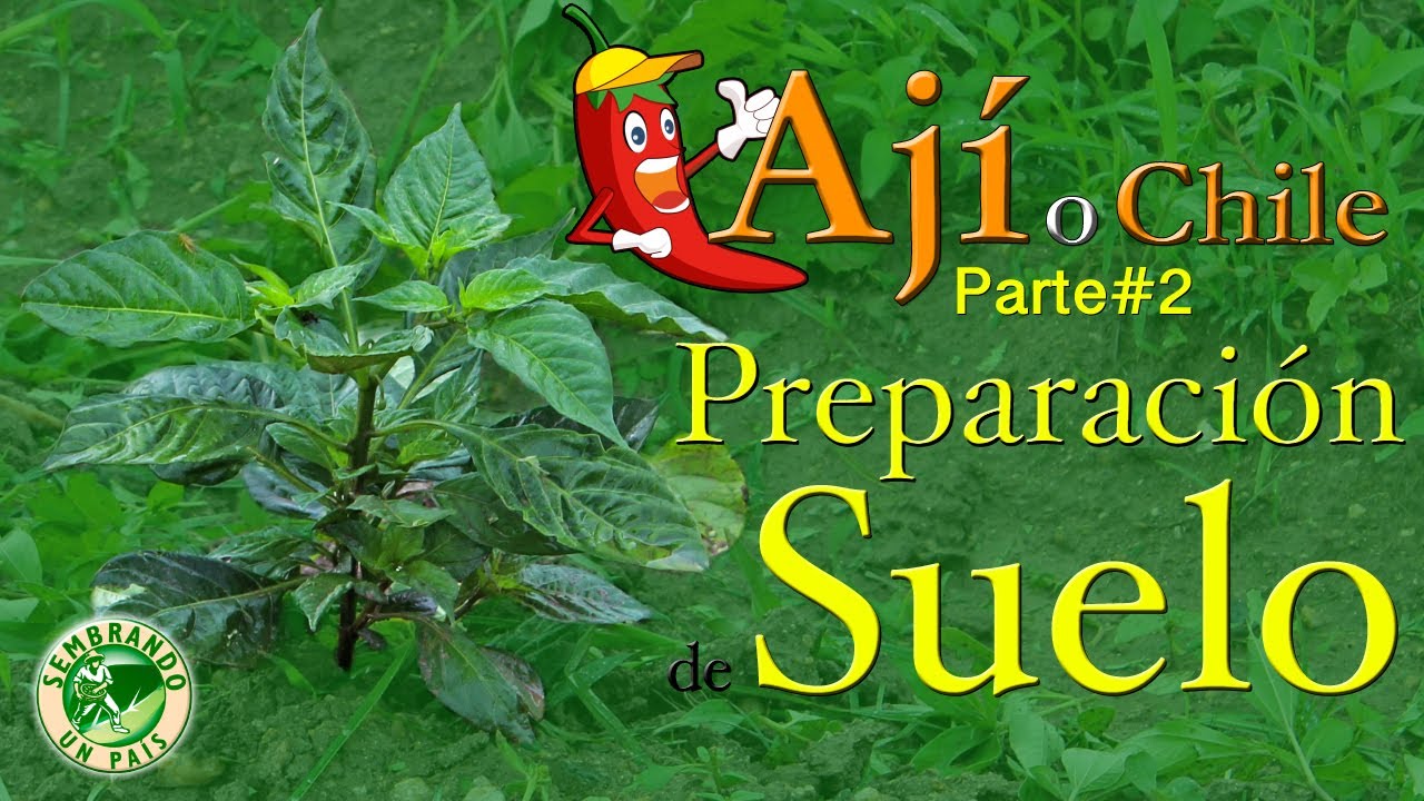 💢🌱Ají o Chile. Parte#2: Preparación de Suelo & Trasplante🌱💢