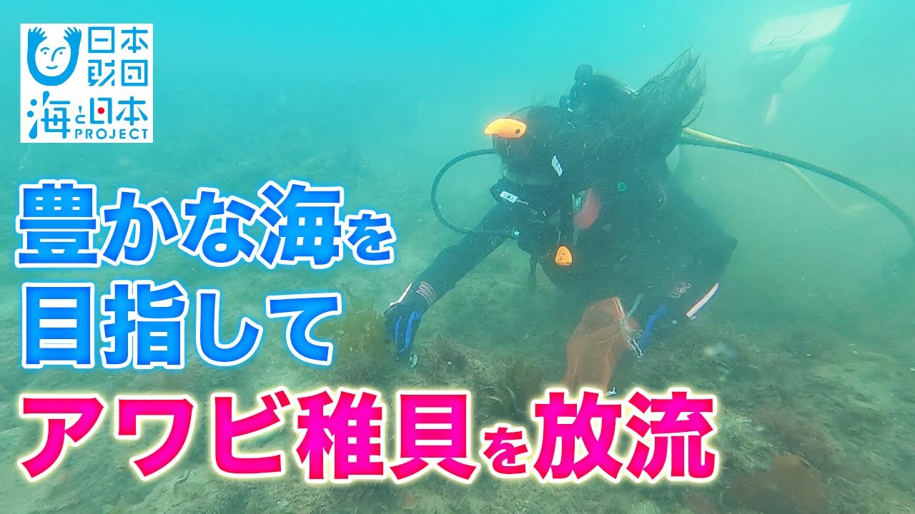 【ダイビング】アワビの稚貝を放流 日本財団 海と日本PROJECT in 富山県 2021 #21