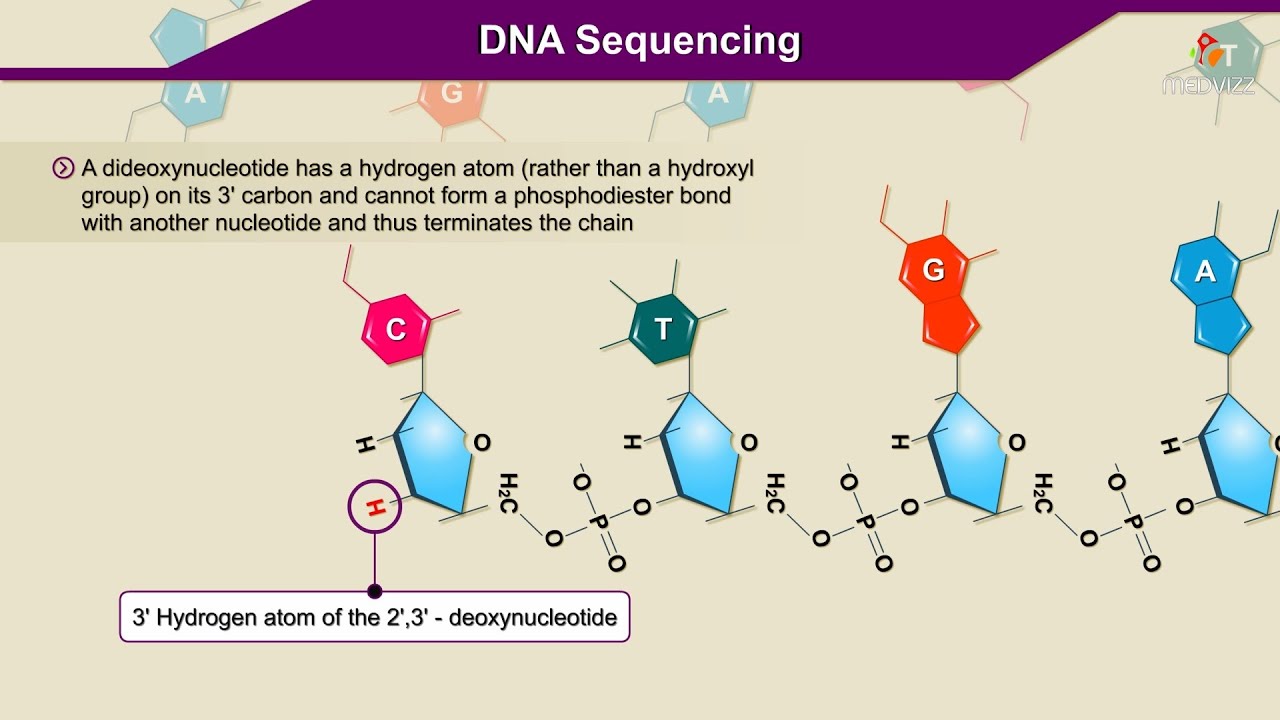DNA sequencing Animation : Molecular Biology