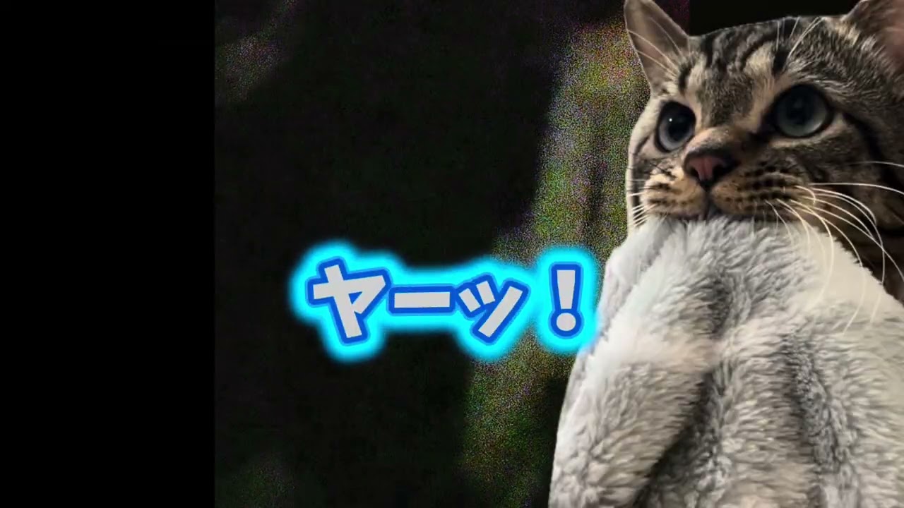 カオスな夜🌙夜中3時の毛布職人