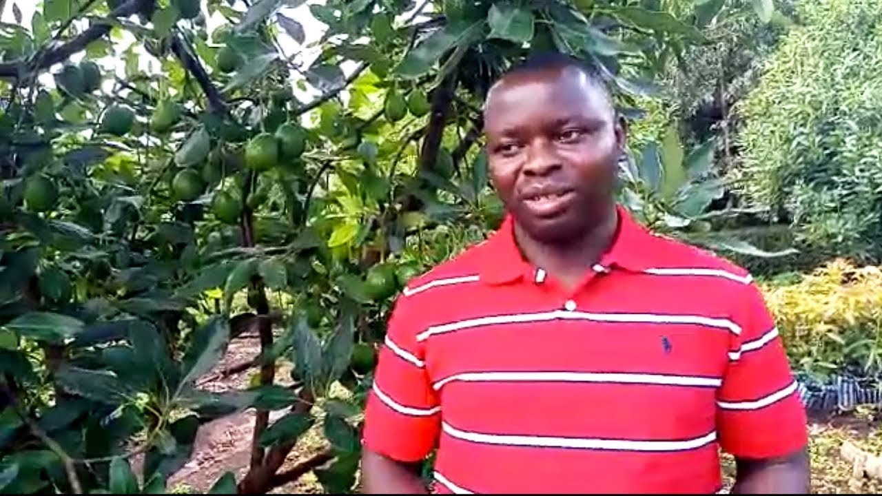 NIMEPATA ZAIDI YA MILIONI 450 KWA KILIMO CHA PARACHICHI, FUATA HATUA HIZI: STEVEN MLIMBILA_NJOMBE