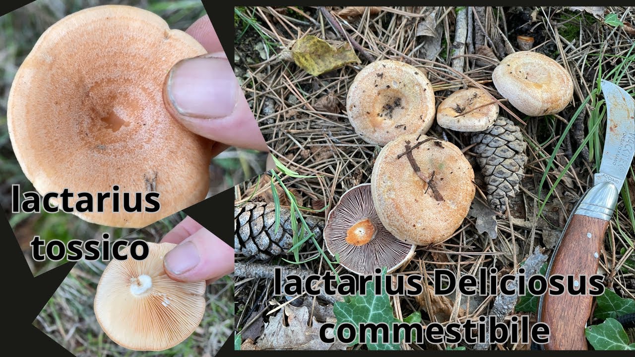 UNA FANTASTICA MATTINA ALL'INSEGNA DI FUNGHI SANGUINACCI (LACTARIUS DELICIOSUS)