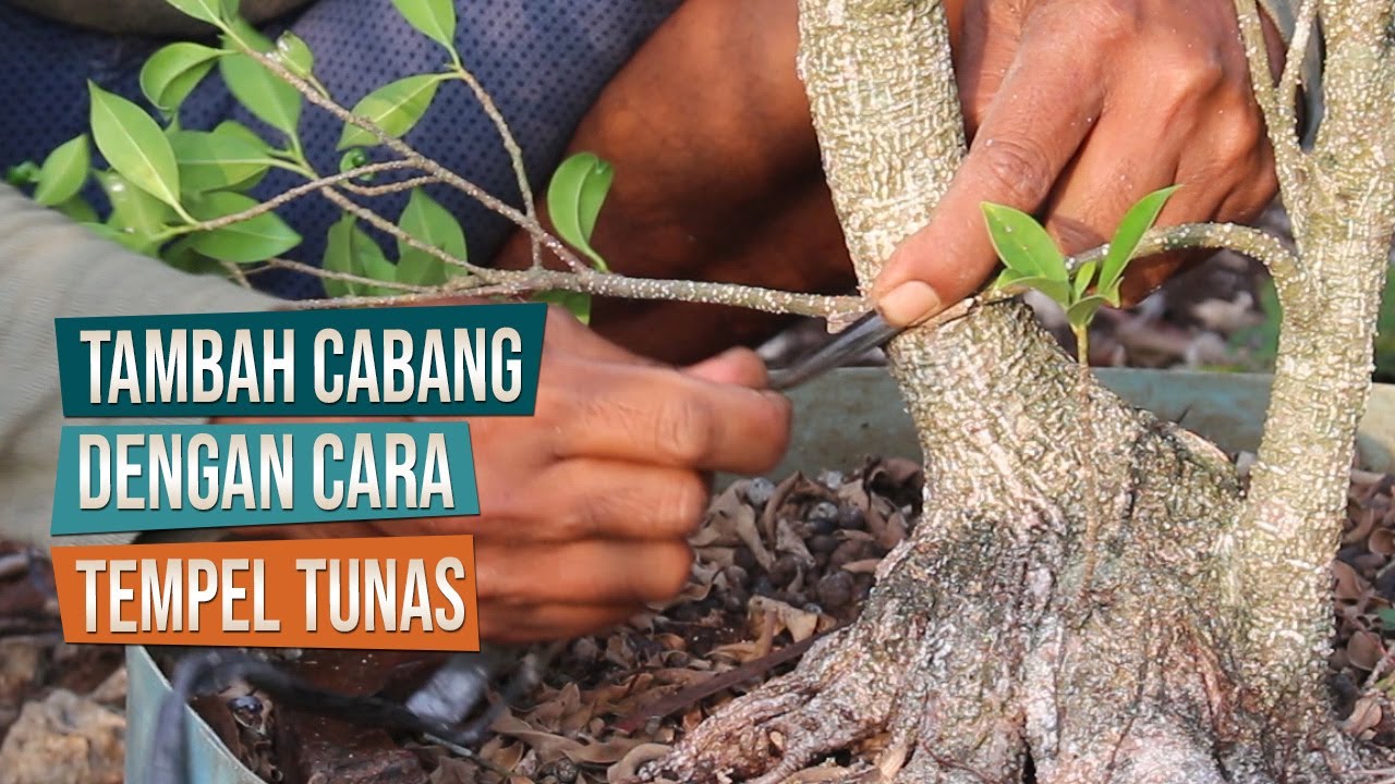 Tambah Cabang Bahan Bonsai Kimeng Dengan Cara Tempel Bersama Mas Ismail