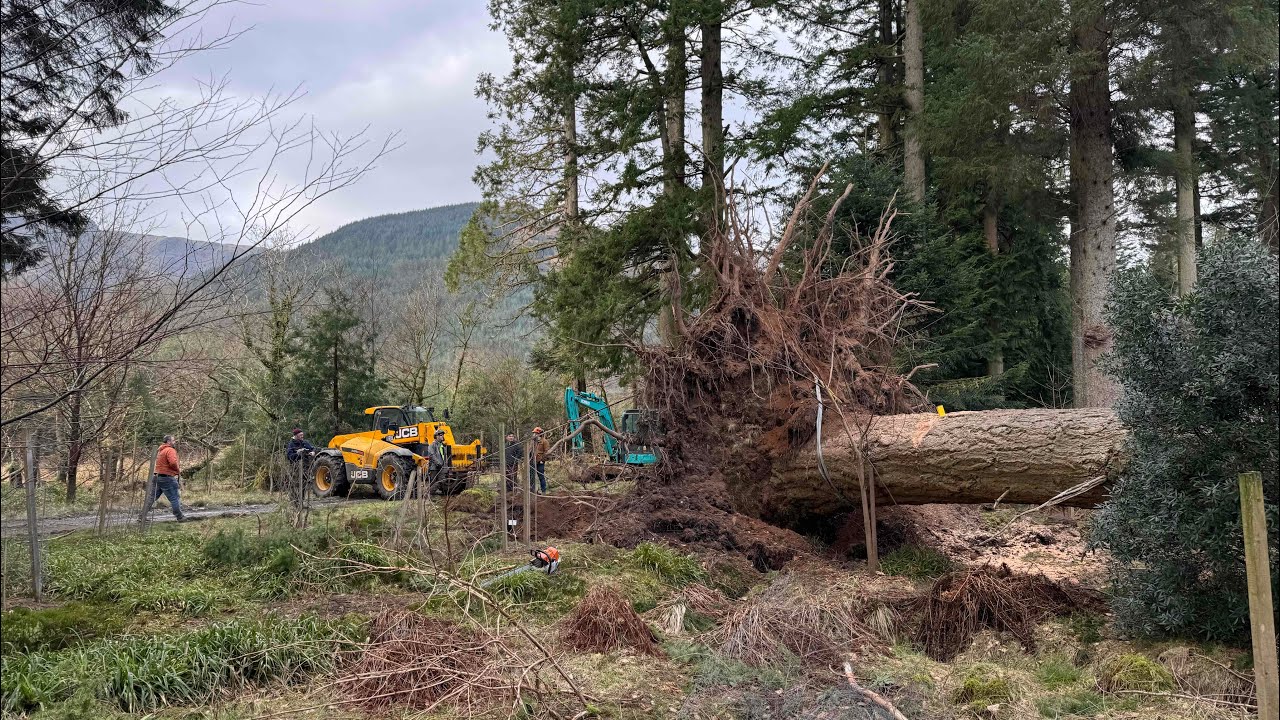 Monkey Puzzle Puzzle: Opportunities From the Storm Damage at Benmore.