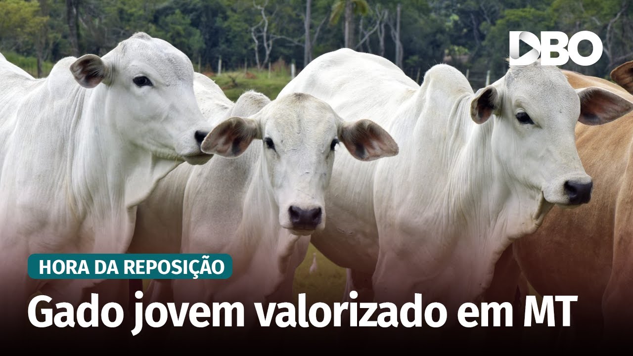 Reposição em MT: bezerro sobe e boi magro vira mercadoria rara
