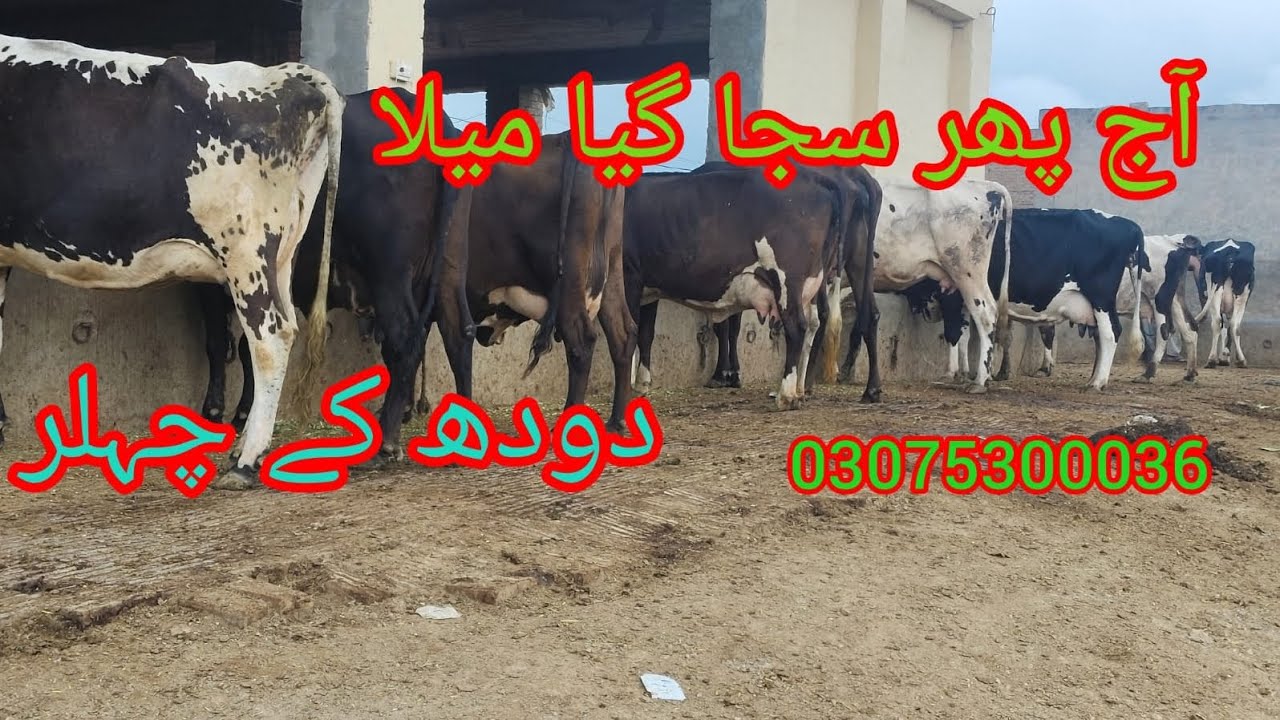 Frzian Jersey cholistan Cross cow milk 30kj Bilal TV 03075300036