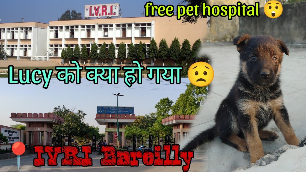 lucy को हुआ loosemotion 🐶 // IVRI izzatnagar बरेली uttarpradesh /free pet hospital/ German shepherd