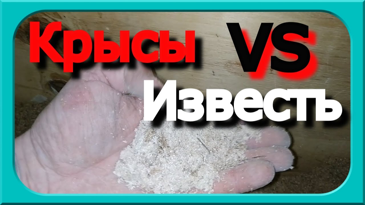 ИЗВЕСТЬ И КРЫСЫ