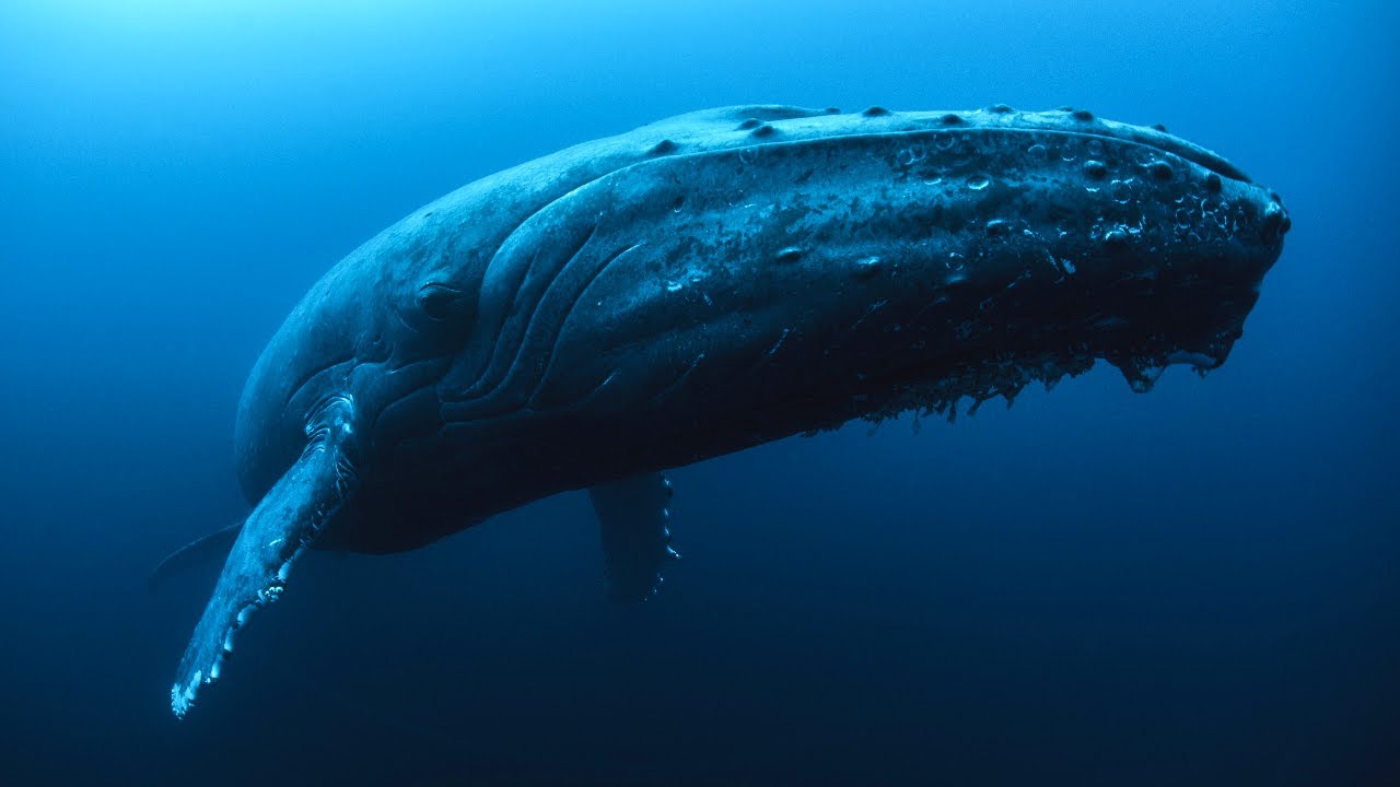 10 Hours Of Beautiful Whales And Relaxing Music - Ambience - Sleep - Meditation - Stress Relief