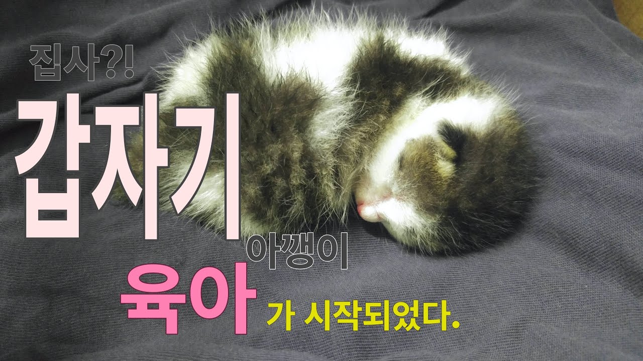 Sancho 뜻하지 않게 냥줍!! 정신 차리고 보니 고양이 집사가 되어 있었다.