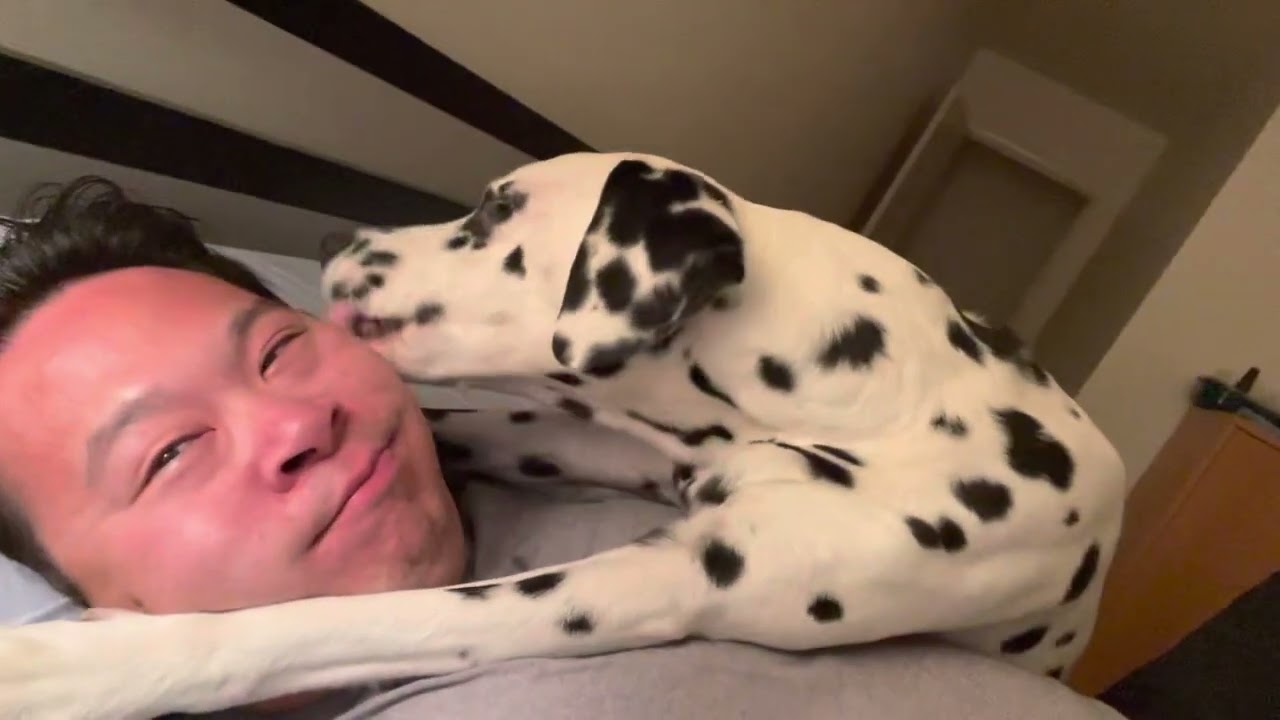 An average night of face licking