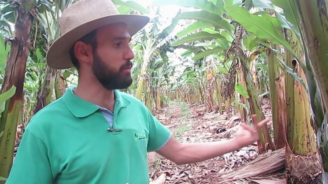 Adubação líquida em Bananeiral Prata Anã em Delfinópolis MG