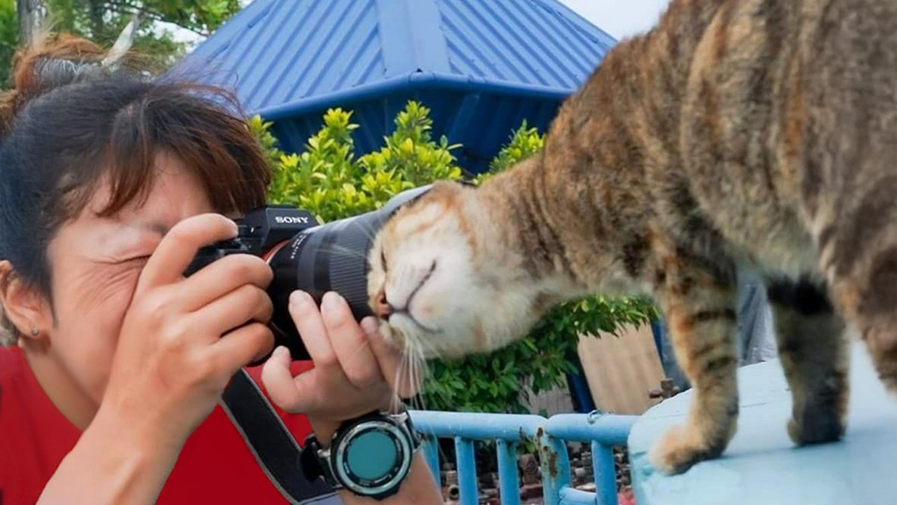 Cats Surprise Photographers in the Cutest Ways 😸 Funny Cat Videos 2025