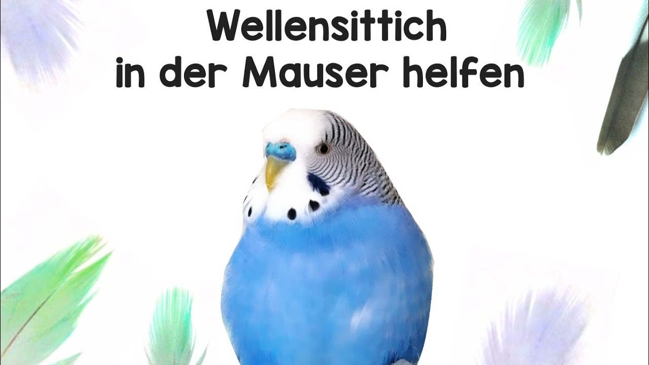 Wellensittichen in der Mauser helfen