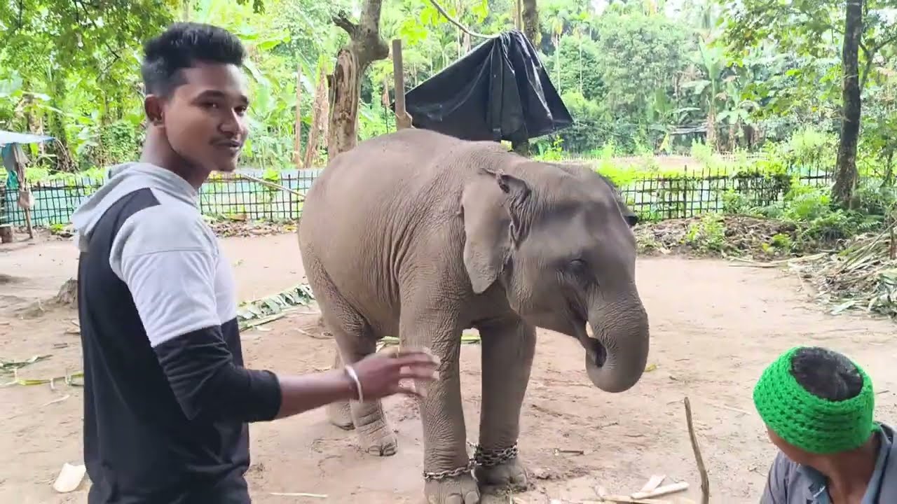 আমাৰ মৰমৰ হাতী পোৱালি জয়াৰ লগত ইমান ধুনীয়াকৈ খেলিলোঁ চাওক ❤️🐘