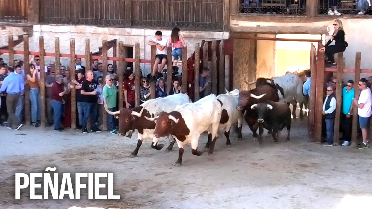 Peñafiel 2025 Encierro y Capea con Toros Bravos