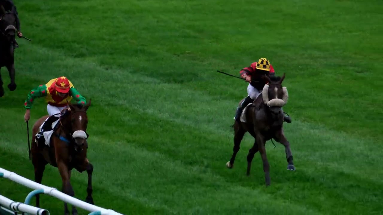 Courses de chevaux au Lion d'Angers 11 août 2023