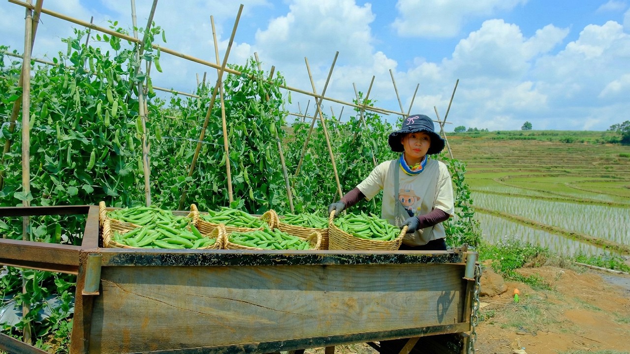 Harvest A Cart Of Peas With My Brother To Sell At The Market| Cook Braised Chicken & Stir-Fried Peas