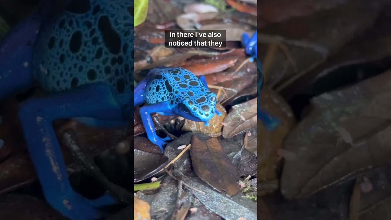 My Poison Dart Frogs Eat Like Kings! #youtubeshort fyp #poisondartfrog