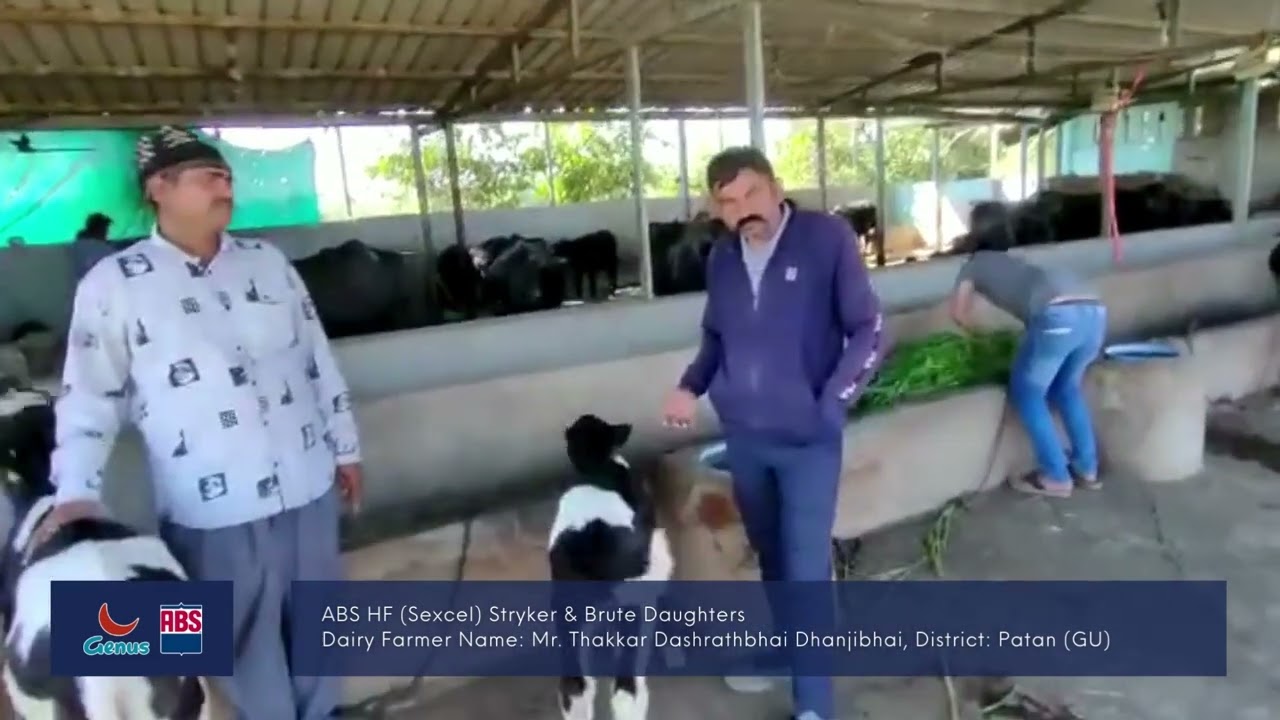 ABS Stryker & Brute Calves II  Our Customer Talk From West India (in Gujrati)