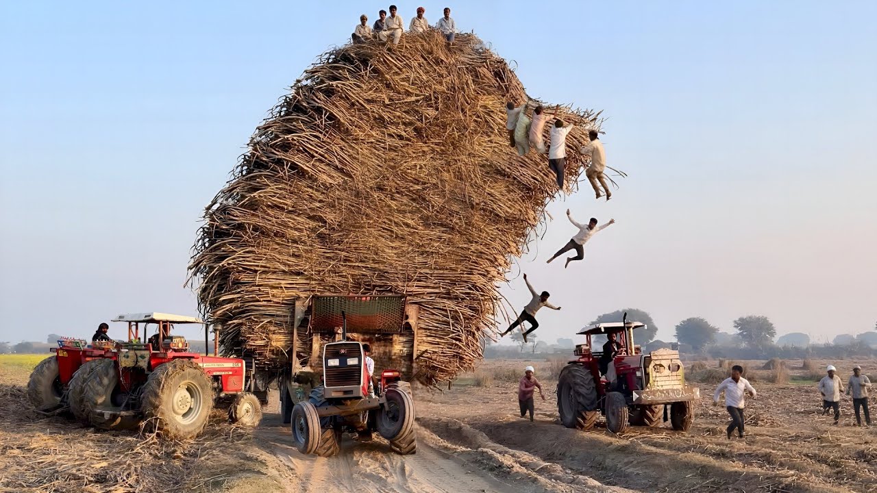 5 mf 385 tractors unbelievable power stunts | mf 375 tractor pulling sugarcane trolley 