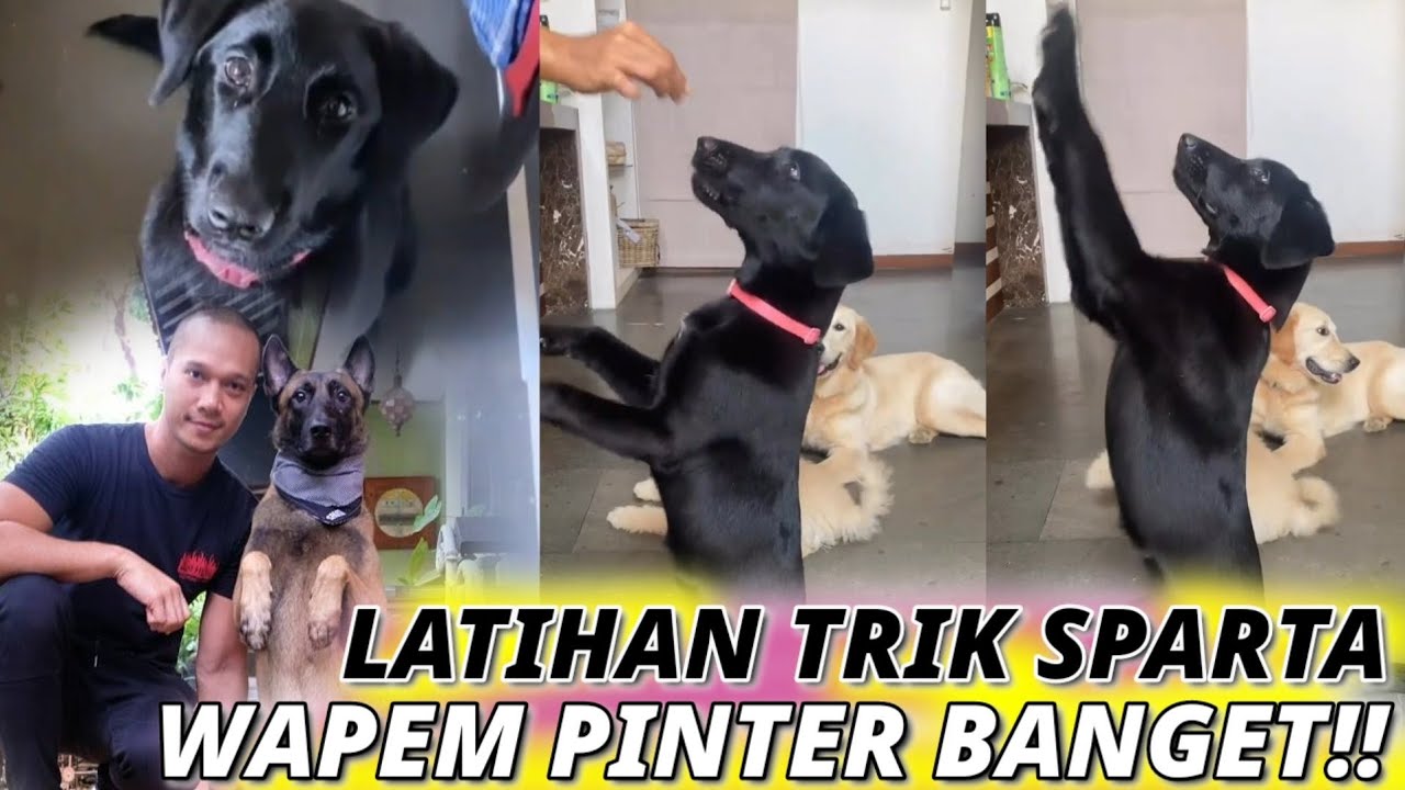 WAPEM PALTA KONG ACE MAKIN PINTAR PENERUS SPARTA, THE GOLDEN FAMILY DAN THE GOLDEN FAMILY LIVE
