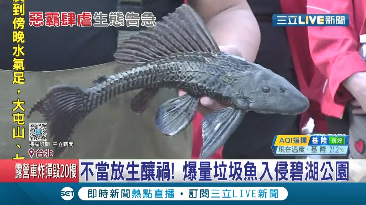 外來種入侵破壞生態！台北碧湖公園遭垃圾魚侵害甚至吃掉