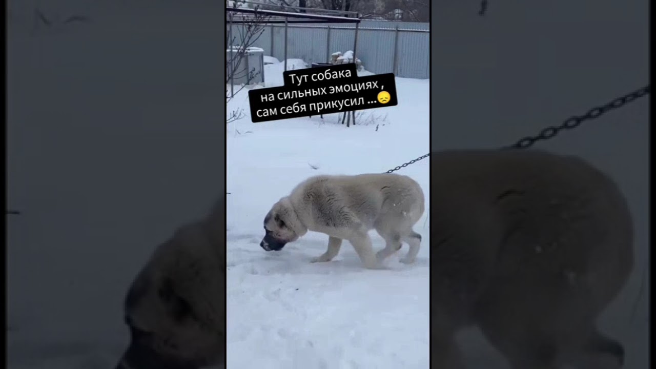 Непростой случай с алабаем.Полное видео