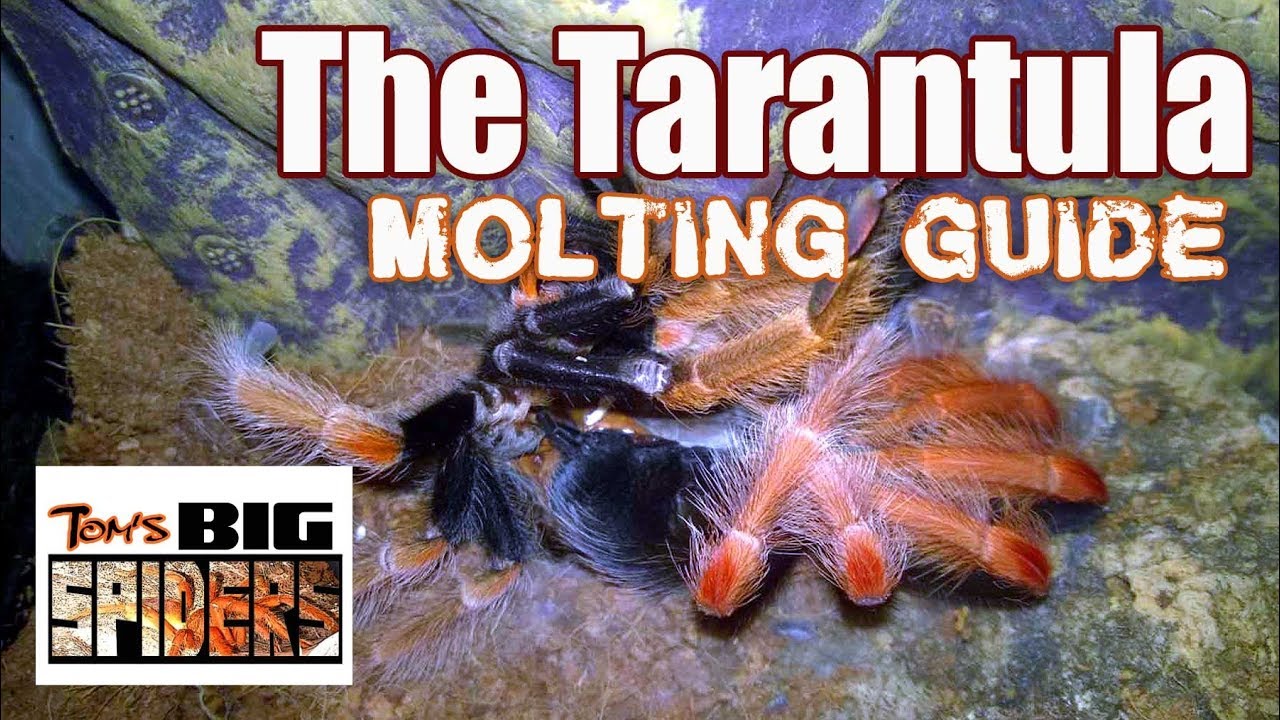 Tarantula Molting Guide - Signs of Premolt