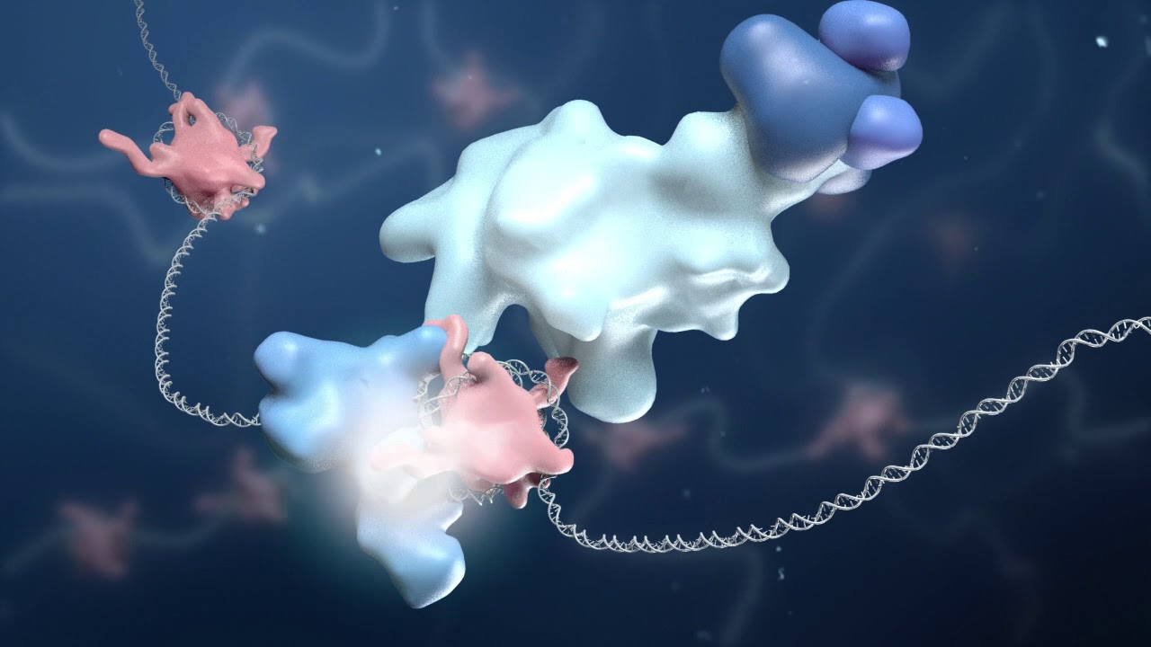 Chromosomal Translocation and Mixed Lineage Leukemia